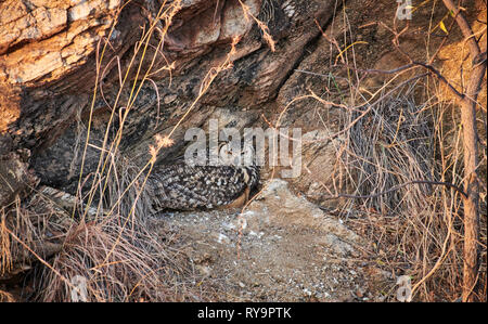 Indischer Uhu (Bubo Bengalensis), Hampi, Karnataka, Indien Stockfoto
