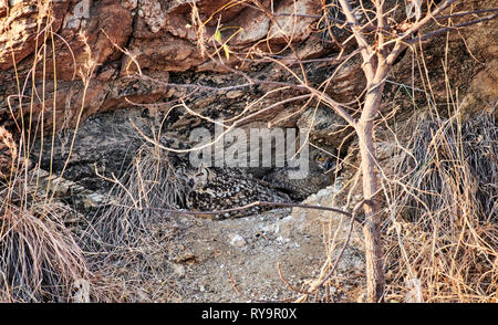 Indischer Uhu (Bubo Bengalensis) mit Küken, Hampi, Karnataka, Indien Stockfoto