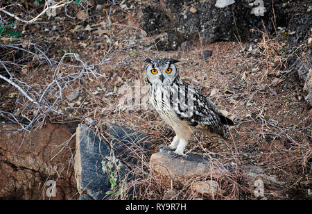 Indischer Uhu (Bubo Bengalensis), Hampi, Karnataka, Indien Stockfoto