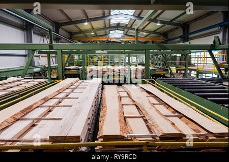 Schnittholz auf Transportband in der Factory Stockfoto
