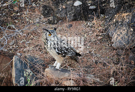 Indischer Uhu (Bubo Bengalensis), Hampi, Karnataka, Indien Stockfoto