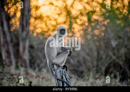 Getuftete grau Langur sitzen durind Sonnenaufgang auf einem Zweig, Semnopithecus priam, Cairo, Nagarhole Tiger Reserve, Karnataka, Indien Stockfoto