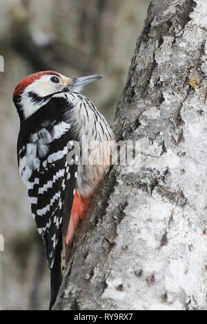 Weiß-backed Woodpecker Stockfoto