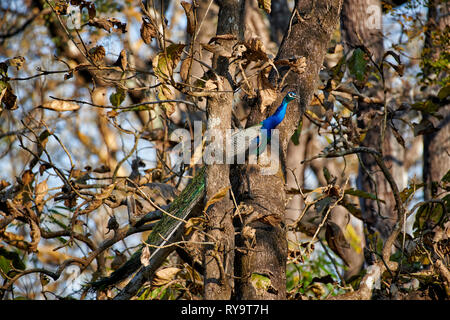 Gemeinsame peacocksitting in einem Baum, Indischen Pfauen oder blauen Pfau, Pavo cristatus, Cairo, Nagarhole Tiger Reserve, Karnataka, Indien Stockfoto