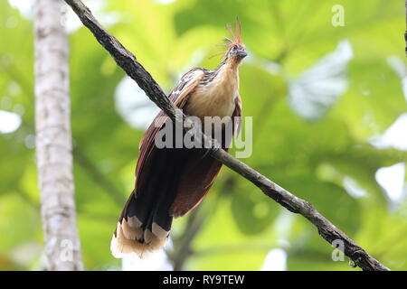 Hoatzin (Opisthocomus hoazin) in Ecuador, Südamerika Stockfoto