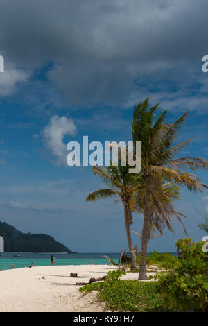 Palme auf der Sunrise Beach, Ko Lipe, Thailand Stockfoto