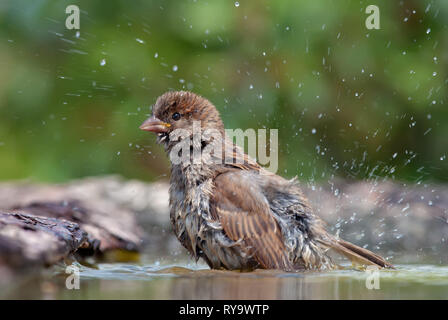 Haussperling Baden mit Farbakzenten in Wasser Teich Stockfoto