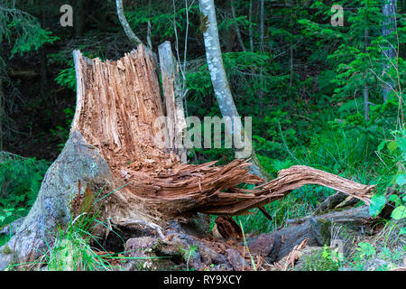Mit Moos im Herbst Wald Stumpf. Alten Baumstumpf mit Moos in den Nadelwald bedeckt Stockfoto