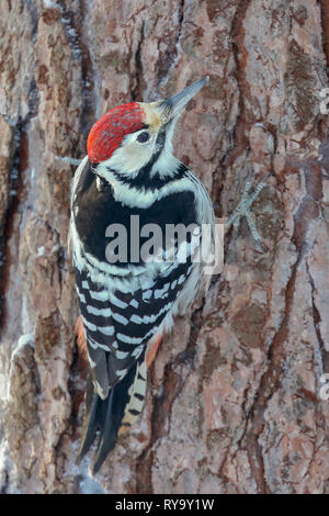 Weiß-backed Woodpecker Stockfoto