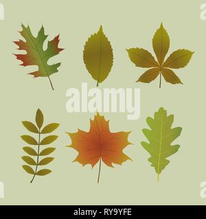 Ein Satz von sechs verschiedenen Baum Blätter in Herbstfarben. Vector Illustration. Stock Vektor