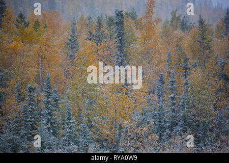 Klondike Highway, Klondike, Yukon Territory, Kanada Stockfoto