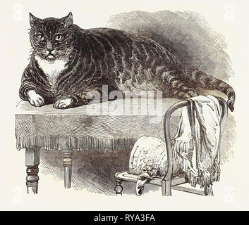 Große Katze, 1850. Diese edle Muster der Katze ist an Nr. 175 Häuslich, Oxford Street, London. Er ist ein wunderschön Markiert Tabby, und ist sehr gelehrig. Er wiegt 25,75 Kg und misst 27 Zoll um den Körper, und 36,5 Zoll von der Schwanzspitze bis zum Ende der Nase, Höhe, 11,5 cm Oben auf den Schultern Stockfoto