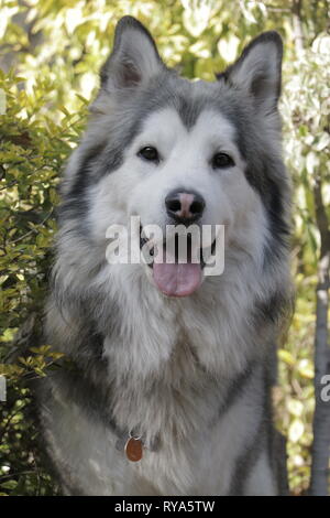 Alaskan Malamute Hund Stockfoto