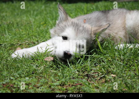 Alaskan Malamute Hund Stockfoto