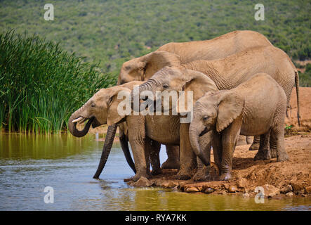 Familie von fünf afrikanischen Elefanten trinken spielerisch am Wasserloch. Verschiedene Altersgruppen vom Baby zum Erwachsenen