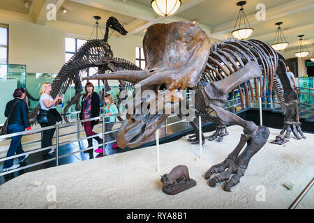 Fossile Muster der Anlage fleischfressenden Dinosaurier Triceratops im American Museum of Natural History. New York City, New York State, Vereinigte Staaten von A Stockfoto