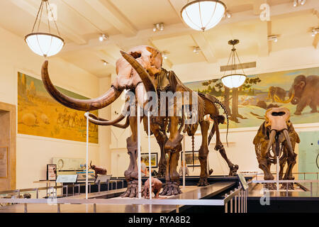 Skelett eines Mammuts, American Museum of Natural History. New York City, New York State, Vereinigte Staaten von Amerika. Stockfoto