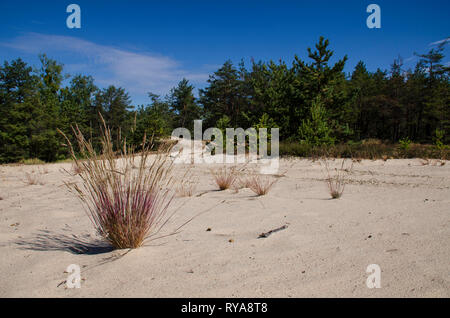 Bush Kräuter wachsen auf den weissen Sand der Wüste neben dem Pinienwald im Hintergrund einer blauen Himmel Stockfoto