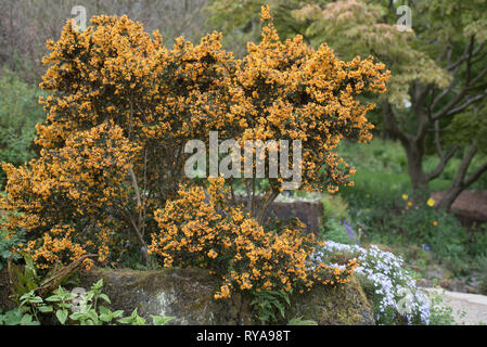 BERBERIS X STENOPHYLLA CORALLINA COMPACTA Stockfoto