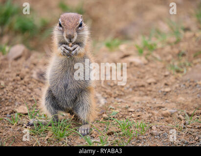 Kap Erdhörnchen (Xerus inauris) auf seinen Hinterbeinen Holding einen Samen in seinem vorderen Krallen. In voller Länge Porträt auf trockenen trockenen Land Stockfoto