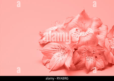 Tropische Blumen auf einem rosa Hintergrund. Konzept Sommer Hintergrund mit Blumen. Zart rosa Blüten. Stockfoto