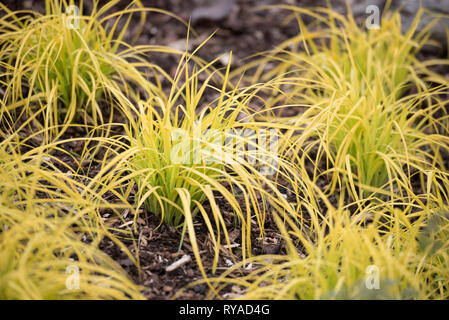 CAREX ELATA AUREA Stockfoto