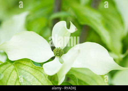 CORNUS KOUSA HERBST STIEG Stockfoto