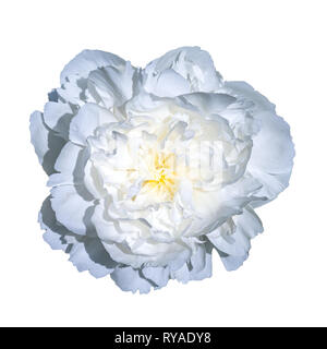 Weiße Blume, Gelb, auf weißem Hintergrund Stockfoto