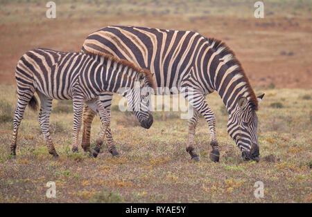 Mutter und Kinder Burchell's Zebra (Equus quagga burchellii) zusammen grasen in niedrigen Gras trockene Karoo Stockfoto