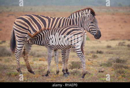 Mutter und Kinder Burchell's Zebra (Equus quagga burchellii) zusammen. Baby füttern aus Mom. Voller Körper erfassen Stockfoto