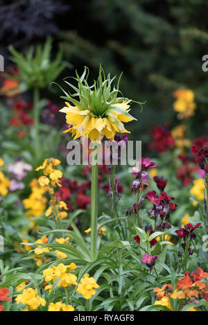 FRITILLARIA IMPERIALIS LUTEA MAXIMA Stockfoto