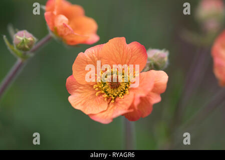 GEUM VÖLLIG MANDARINE Stockfoto