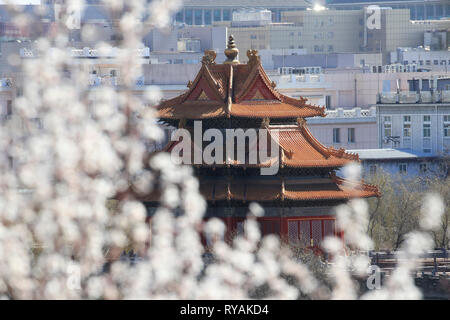 Peking, China. 11 Mär, 2019. Foto am 11. März 2019 zeigt Peach Blossoms vor einem Turm der Verbotenen Stadt in Peking, der Hauptstadt von China. Credit: Liu Xianguo/Xinhua/Alamy leben Nachrichten Stockfoto