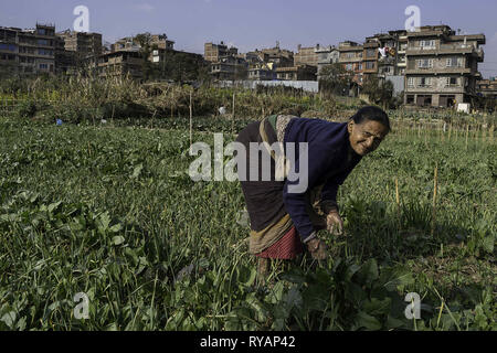 Bhaktapur, Bagmati Zone, Nepal. 24 Aug, 2018. Eine Dame gesehen an ihrem Garten arbeiten in Bhaktapur. Bhaktapur ist eine antike Stadt in Nepal, östlich von der Hauptstadt Khatmandu, dessen Bezeichnung an die Stelle der Devotees übersetzt und es ist eine alte Stadt ist als UNESCO-Weltkulturerbe aufgrund seiner Tempel und Kunstwerke aufgeführt. Credit: Enzo Tomasiello/SOPA Images/ZUMA Draht/Alamy leben Nachrichten Stockfoto