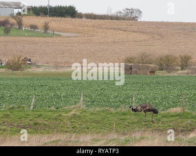 Harty, Kent, Großbritannien. 13. März, 2019. UK Wetter: Ein emu genannt Eric ging fehlt von einem Wohnsitz in Leysdown auf der Insel Sheppey in Kent nach heraus freaking und Springen eine Umzäunung während Sturm Gareth gestern, mit dem Besitzer sucht Hilfe in den sozialen Medien der Vogel zu finden. Heute Eric beschmutzt wurde roaming Felder in Harty, Kent. Die Besitzer sind sich über die Lage des Vogel- und hoffen, dass seine sichere Rückkehr heute später zu koordinieren. Berühmte Schauspieler Rod Rumpf das zum Ruhm stieg mit seiner Puppe Wwu geboren wurde und auf der Isle of Sheppey lebte. Credit: James Bell/Alamy leben Nachrichten Stockfoto