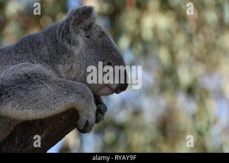 Madrid, Madrid, Spanien. 13 Mär, 2019. Die 3 Jahre alte männliche von Koala" Ramboora' gesehen Im Schatten in seinem äußeren Gehäuse am Zoo Madrid, wo die Temperaturen bis 20 ÂºC in den Nachmittagsstunden erreicht. Spanien Wetteragentur AEMET sagte Rekordtemperaturen für den Monat März in einigen Provinzen des Landes zu erwarten sind. Nach AEMET, Februar 2019 war einer der heißesten Monate auf der Aufzeichnung für die Spanien. Quelle: John milner/SOPA Images/ZUMA Draht/Alamy leben Nachrichten Stockfoto