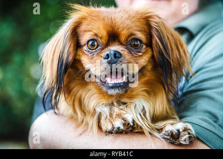 Kleine braune pekingese Dog in den Händen Stockfoto