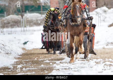 Winter fahren auf Pferde. Pferde fahren Schlitten im Schnee Stockfoto