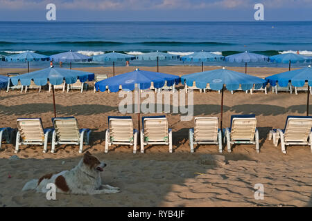 An einem frühen Morgen am Strand von Karon, Phuket, Thailand, ein Hund liegt im Schatten neben Strandliegen, seine Farbe fast passend zur Farbe des Sandes Stockfoto