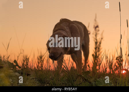 Hund Silhouette. Eine süße Labrador Retriever Hund vor schönen farbigen Sonnenuntergang Stockfoto