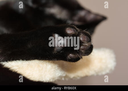 Closeup Schuß eines Europäischen schwarze Katze Pfote. Stockfoto