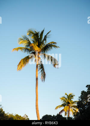 Tropische Palme Sunrise Licht langsam Reisen, Governors Harbour, Eluthera, auf den Bahamas, in der Karibik. Stockfoto