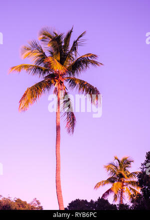 Tropische Palme Sunrise Licht langsam Reisen, Governors Harbour, Eluthera, auf den Bahamas, in der Karibik. Stockfoto