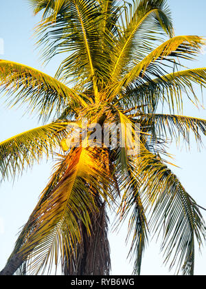 Tropische Palme Sunrise Licht langsam Reisen, Governors Harbour, Eluthera, auf den Bahamas, in der Karibik. Stockfoto