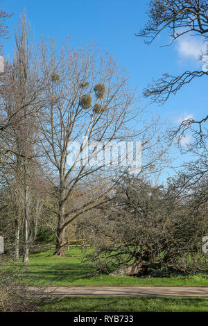 Kugeln der misteltoe in Ästen in den Sonnenschein in Oxford University Parks im Winter/Frühjahr Stockfoto