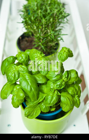 Basilikum und Rosmarin Pflanzen in grün Vasen Stockfoto