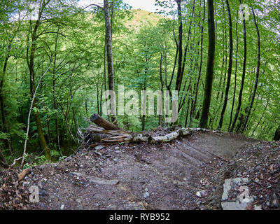 Wanderweg stammt aus einer sehr steilen Hang im Frühjahr Wald. Berge im Frühling. Stockfoto