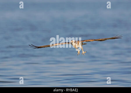 Western Fischadler (Pandion haliaetus) im Flug vorbereiten, um Fische zu fangen vom See mit gespreizten Krallen (Folge 1 von 2) Stockfoto
