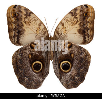 Schmetterling Caligo memnon auf weißem Hintergrund. Stockfoto