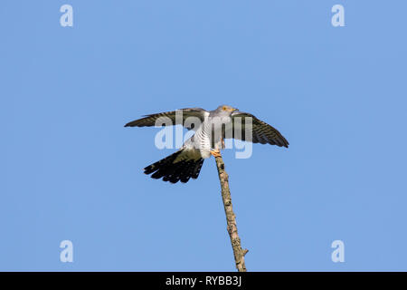 Gemeinsame Kuckuck (Cuculus canorus) männlich im Baum auf Ast sitzend im Frühjahr Stockfoto